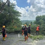 Laporan Pemangkasan Pohon di Sepanjang Jalur 2 Km.5