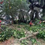 TRC BPBD Kukar Tangani Pohon Tumbang di Asrama Kodim 0906