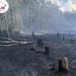 TRC-PB BPBD Kukar Tangani Karhutla di Desa Panca Jaya, Muara Kaman